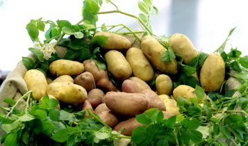 Embrapa Clima Temperado destaca tecnologias para morango, batata, batata-doce e cebola na Hortitec 2025