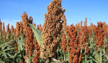 Sorgo granífero traz segurança para segunda safra no Mato Grosso do Sul