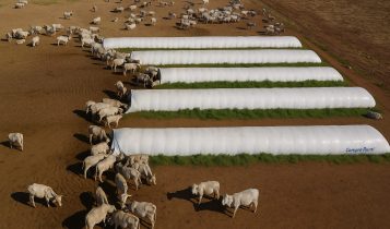 Conheça o sistema de autoconsumo para o gado de corte e se vale a pena adotar na sua fazenda