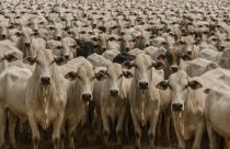 Você sabia? O Brasil tem mais bois do que gente ou animais de estimação - bovino