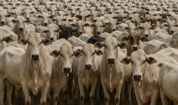 Você sabia? O Brasil tem mais bois do que gente ou animais de estimação - bovino