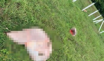 Bois são mortos e carne é furtada após invasão de fazenda e prejuízo soma R$ 35.000; vídeo