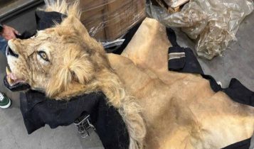Ibama apreende partes de girafa e de leão no Aeroporto de Guarulhos (SP)
