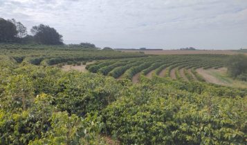 Café de Torrinha conquista indicação geográfica