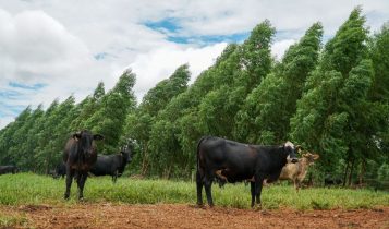 Brasil sediará pela 1° vez Congresso Mundial da Carne, com foco na pecuária sustentável