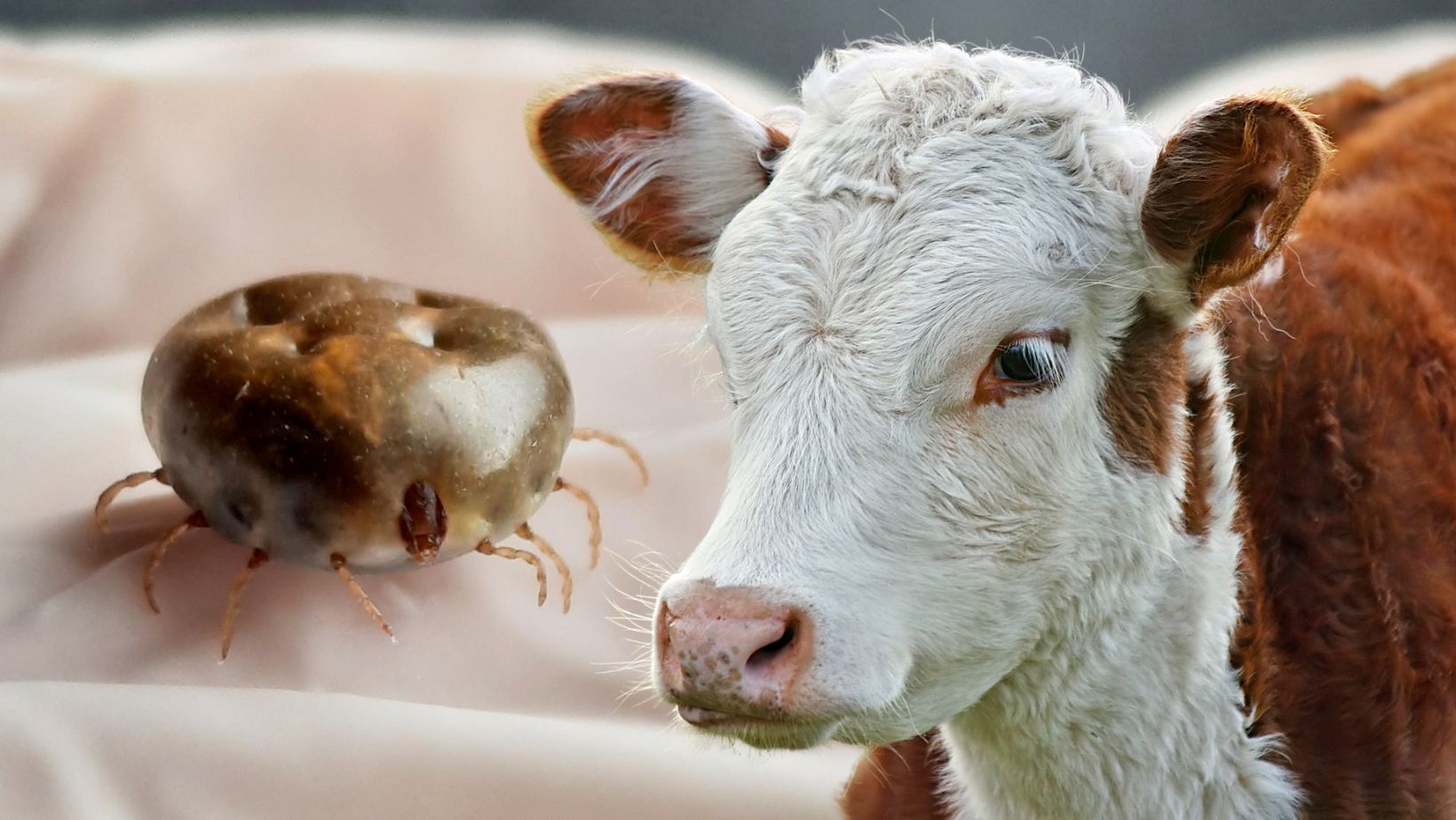 controle de carrapatos em bovinos