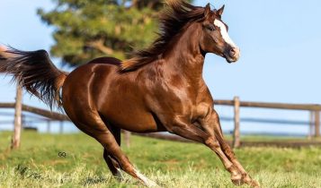 Haras Zopone bate recorde histórico de faturamento e consolida o maior leilão de Três Tambores do Brasil