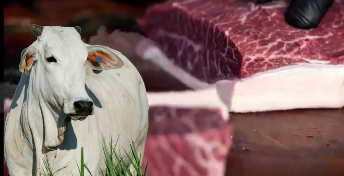Marmoreio verde: É possível produzir carne premium exclusivamente a pasto no Brasil?
