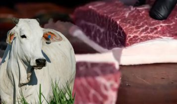 Marmoreio verde: É possível produzir carne premium exclusivamente a pasto no Brasil?