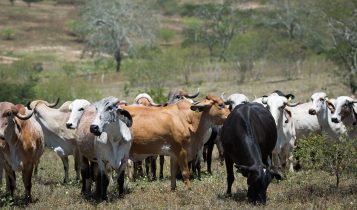 gado gir e girolando em fazenda - fotao