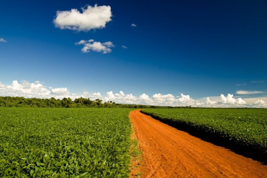 Fim da Moratória da Soja? Cade avalia decisão com potencial de transformar o setor