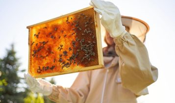 Guias e manuais destacam a importância da parceria entre agricultores e apicultores para fortalecer o agronegócio brasileiro