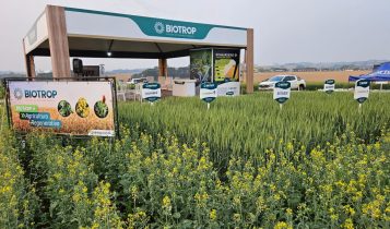 Cultivo de canola cresce no Sul e insumos biológicos impulsionam produtividade