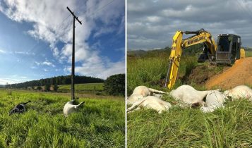 Fio de alta tensão cai e mata vacas prenhes e bezerros em Linhares