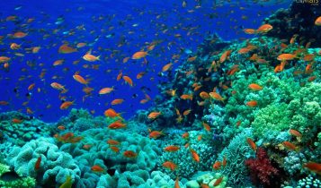 Fazendas no fundo do mar? Descubra como funcionam essas propriedades