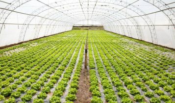 Você sabia que dá para cultivar sem se preocupar com a falta de chuva ou o ataque de pragas?