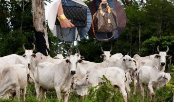 Chanel e Louis Vuitton são acusadas de usar couro ilegal da Amazônia, aponta relatório