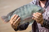 Tilápia é realmente um peixe? Descubra por que tanta gente duvida