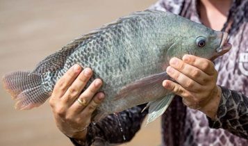 Tilápia é realmente um peixe? Descubra por que tanta gente duvida