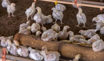 Autoridades brasileiras investigam surtos suspeitos de gripe aviária de alta patogenicidade