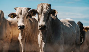 Minerva Foods é a primeira empresa da América do Sul a conquistar selo europeu de bem-estar animal, o Welfair