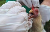 Mato Grosso declara emergência zoossanitária após registro de caso de gripe aviária