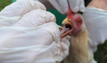 Mato Grosso declara emergência zoossanitária após registro de caso de gripe aviária