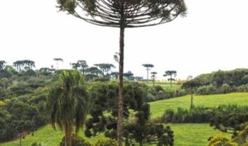 Homem é condenado a mais de 6 anos de prisão por desmatamento na maior reserva de Araucárias do mundo