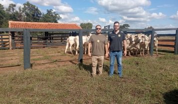 Quase 50 cabeças de gado furtadas são recuperadas em Campina Verde; 50 mil litros de leite desviados foram apreendidos