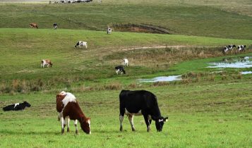 Estresse térmico impacta produção de leite no outono no RS