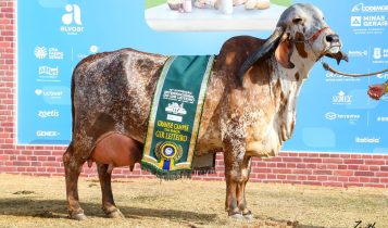 Vaca mais valorizada da raça Gir Leiteiro é, também, Grande Campeã da MegaLeite 2025 