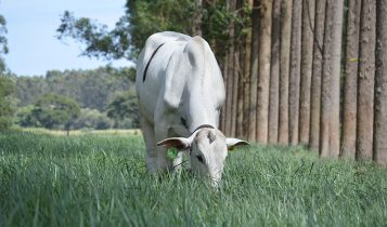 Sistema silvipastoril zera metano de 2,3 bois por hectare e triplica lotação com sustentabilidade