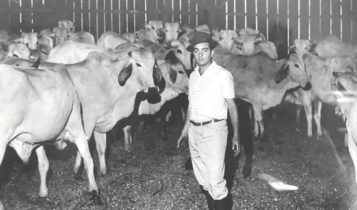Conheça o primeiro confinamento de bovinos do Brasil que revolucionou a pecuária