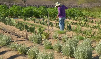 CMN simplifica crédito rural a populações tradicionais e extrativistas
