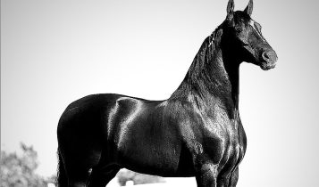 Cavalo de R$ 12 milhões morre com suspeita de intoxicação por ração e expõe crise sem precedentes na equinocultura
