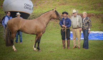 rei do gado cavalo crioulo