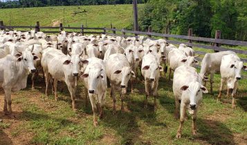 Criação de bezerros no Acre precisa se modernizar para garantir sustentabilidade da pecuária