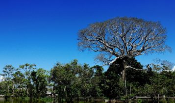 Embrapa e parceiros discutem desafios climáticos da Amazônia em evento pré-COP