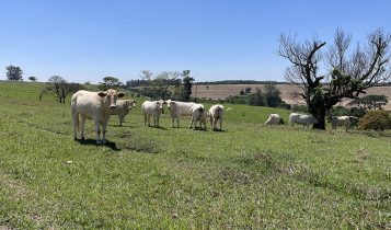 Estudo revela caminhos para aumentar a produtividade da pecuária sem abrir novas áreas