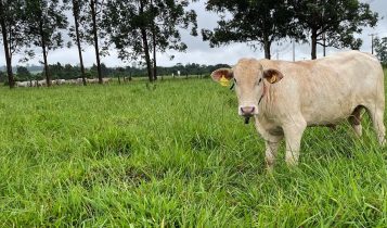 FAPESP aprova projeto para diagnóstico e monitoramento de pastagens