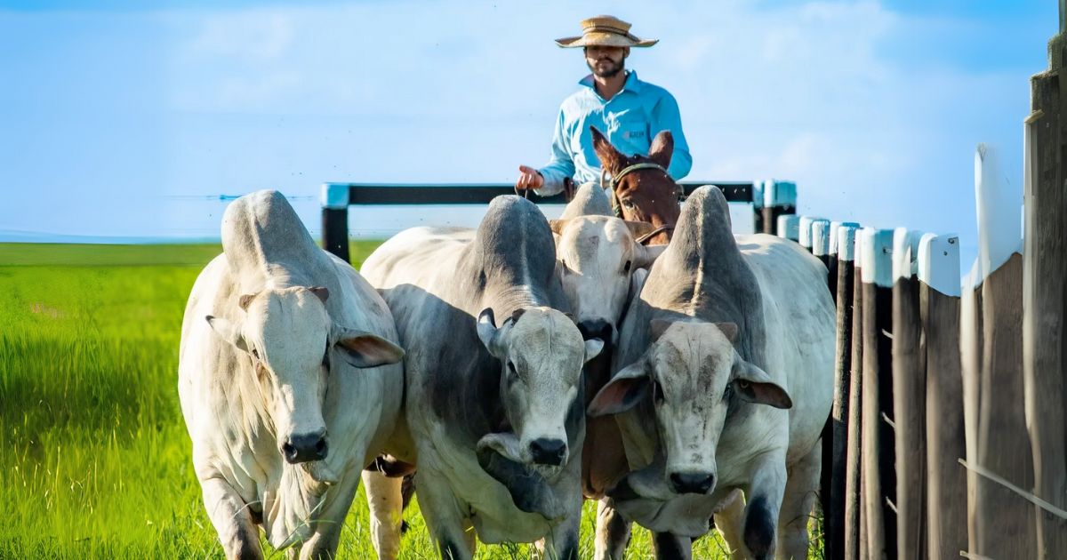 vaqueiro tocando a boiada - touros nelore po - pastagem