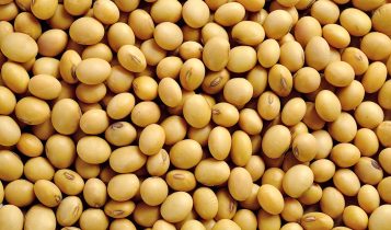 Perspectivas 2026 – Soja/Cepea: Em cenário de menor oferta mundial, Brasil amplia protagonismo com safra recorde