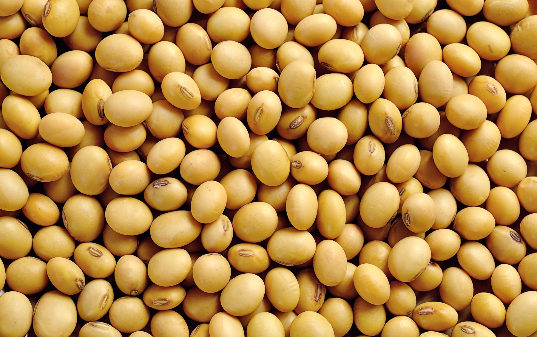 Perspectivas 2026 – Soja/Cepea: Em cenário de menor oferta mundial, Brasil amplia protagonismo com safra recorde