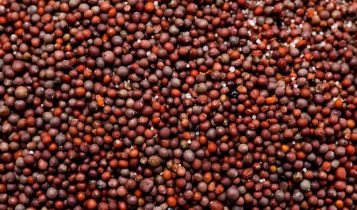 Abertura de mercado agrícola para o Brasil na África do Sul