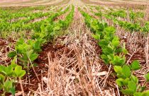 Novo painel do Zarc moderniza consulta às janelas de plantio e reforça gestão de riscos na agricultura