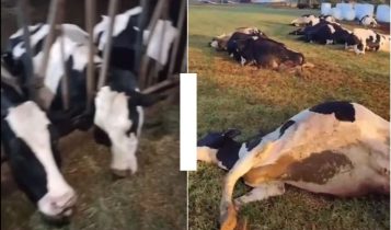 VÍDEO: Curto-circuito mata 32 vacas e gera prejuízo de R$ 600 mil no interior do Paraná