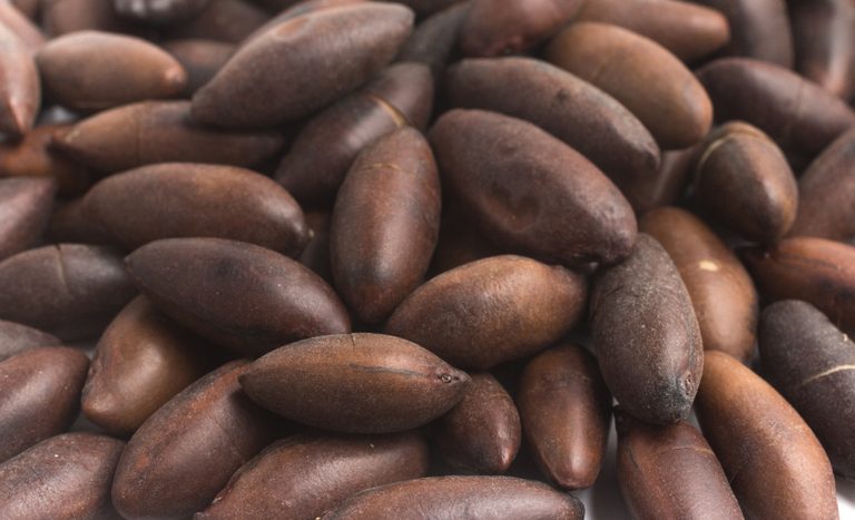 Brasil expande presença global com novos mercados para proteínas e castanhas