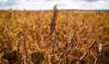Controle de insetos na soja muda com avanço do manejo integrado. Entenda como funciona