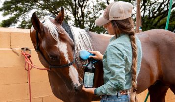 Cuidados com os equinos - bem-estar animal - for horse