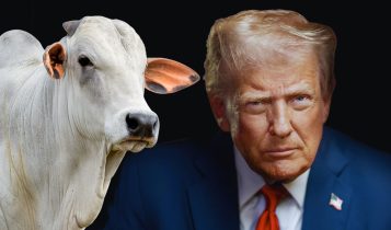 EUA donald trump e as taxas ao brasil - pecuaria brasileira touro nelore